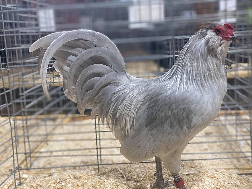 Bantam Self Blue Cock