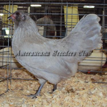 Bantam Self Blue Hen