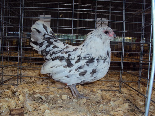Bantam Splash Hen