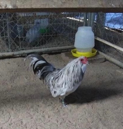 Bantam Splash Cock