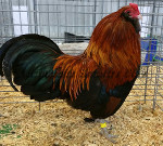 Bantam Wheaten Cockbird