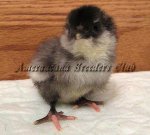 Bantam Blue Chick