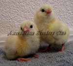 Bantam Blue Wheaten Chick