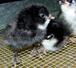 Bantam Brown Red Chick