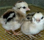 Bantam Silver Chick