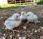 Bantam Wheaten Chick