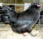 Bantam Black Hen