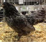 Bantam Blue Hen