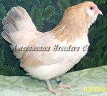 Bantam Blue Wheaten Hen