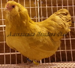 Bantam Buff Hen