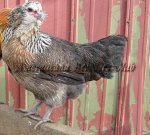 Bantam Silver Hen