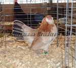 Bantam Wheaten Hen