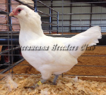 Bantam White Hen