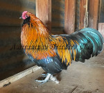 Bantam Brown Red Cockerel