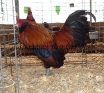 Bantam Wheaten Cockerel