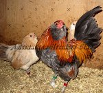 Bantam Blue Wheaten Cockbird