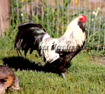 Bantam Silver Cockbird