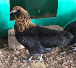 Bantam Brown Red Pullet