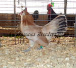 Bantam Wheaten Pullet