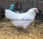 Bantam White Pullet