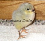 LF Self-Blue Chick