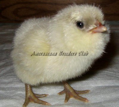 LF Splash Chick