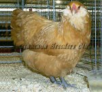 LF Buff Hen