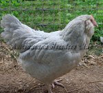 LF Self-Blue Cuckoo Hen