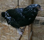 LF Mottled Hen