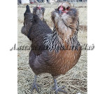 LF Silver Hen