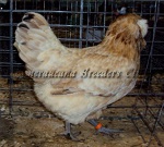 LF Wheaten Hen