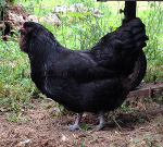 LF Black Hen