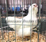 LF White Hen