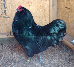 LF Black Cockerel