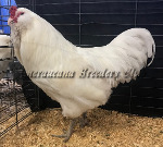 LF White Cockerel