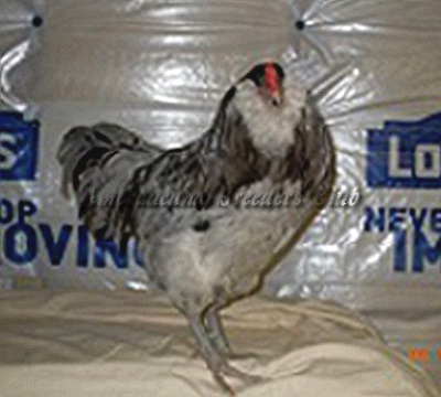 LF Splash Cock