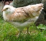 LF Wheaten Pullet