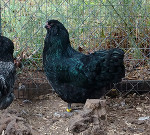 Black Pullet