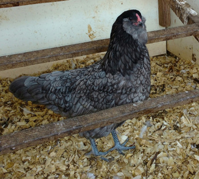 LF Blue Pullet