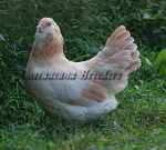 LF Blue Wheaten Pullet