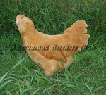 LF Buff Pullet