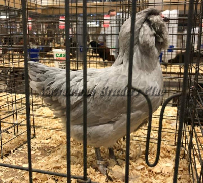 LF Self-Blue Pullet