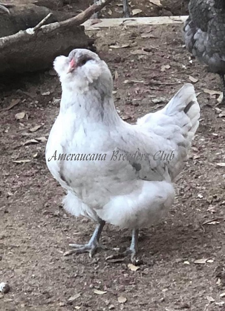 LF Splash Pullet